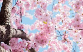 Frühling - der Blog Achtsamkeit