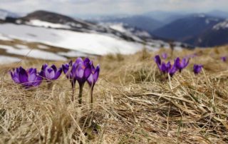 Frühling