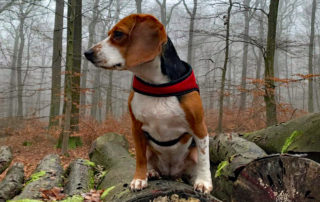 toffee - Achtsamkeitshund