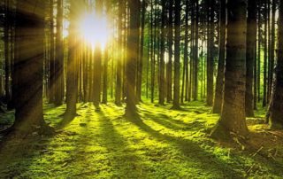 Waldlicht
