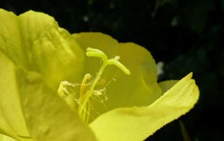 Staunen Natur
